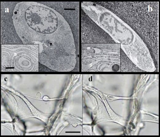 A collage of three cell types, highlighting the effects of mechanical forces on their structure and function.