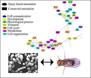 Map of protein-protein interaction pathways in yeast and fruit fly - figure 4 from Shlomi et al., 2006.